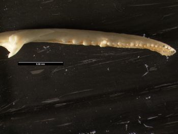 Media type: image;   Herpetology R-26732